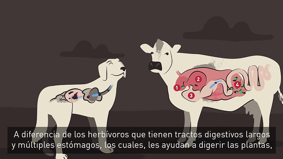 BAFRINO Biologically Appropriate Animated Video - Full Length, Spanish Subtitles